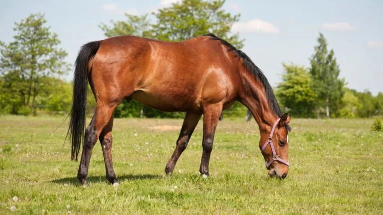 Which Equine Type Matches Your Myers-Briggs
