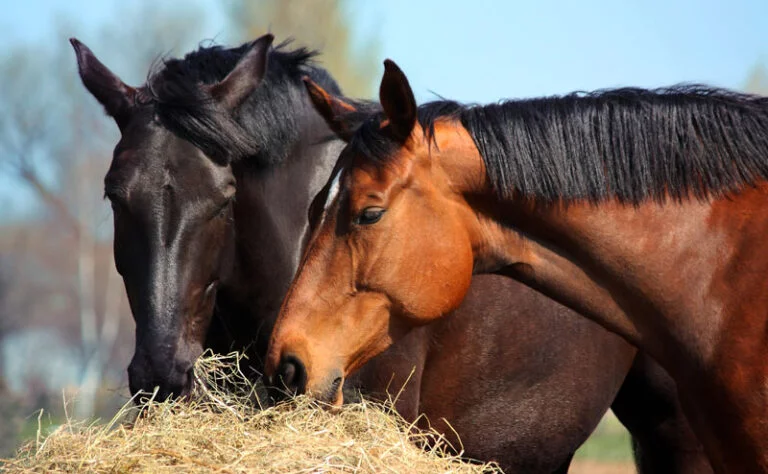 Basic Horse Nutrition Requirements