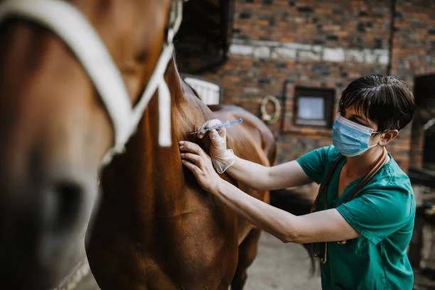 Horse Veterinarian Importance