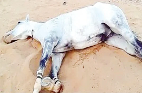 Horses can be shot with broken legs?