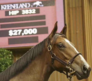 Horse Prices? How much does a Horse cost?