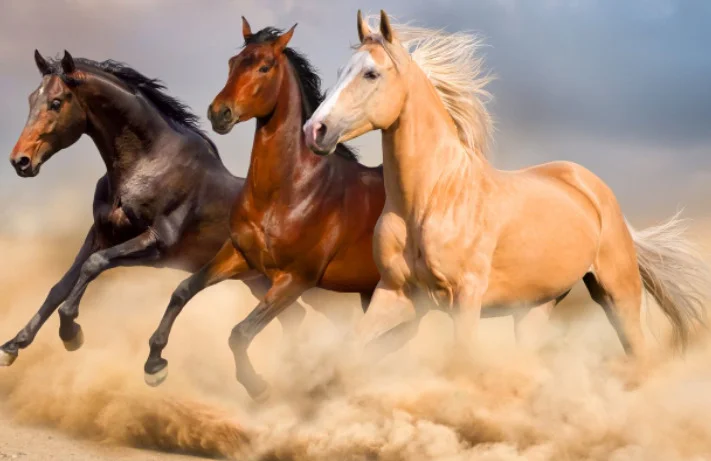 What is the Typical Lifespan of an Equine? 