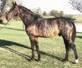 The Brindle Horse