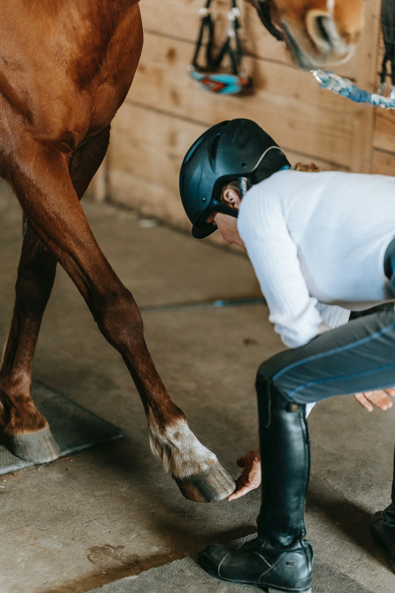 Horse’s Hooves