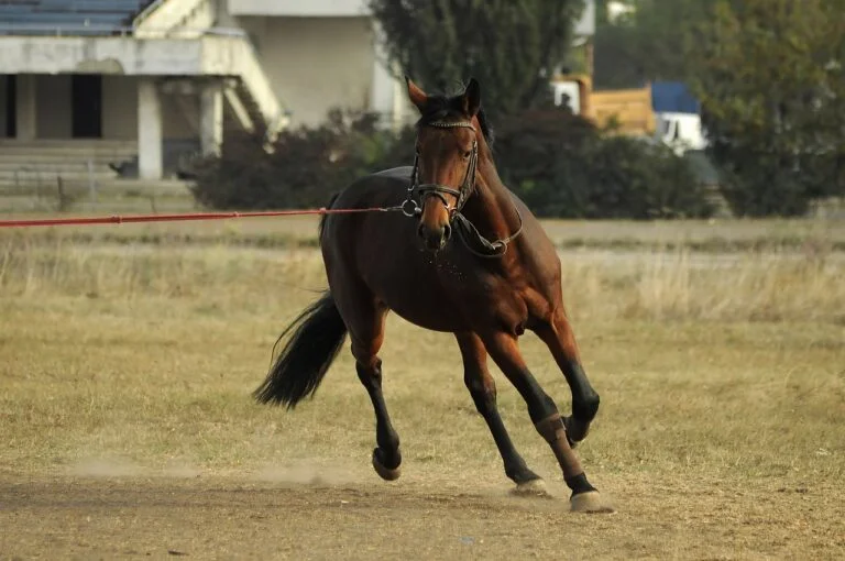Reflections on the 2022 Arc de Triomphe and Jump Racing Season