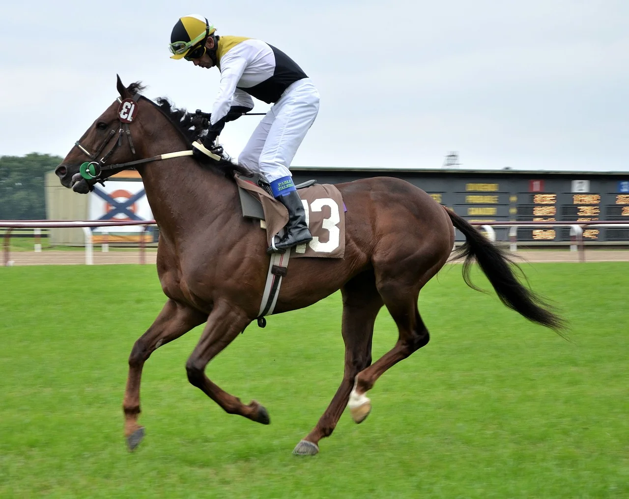 race horse Racecourse Stakes